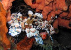 Harlequin shrimps at the last moment. A great ending of a... by Dray Van Beeck 